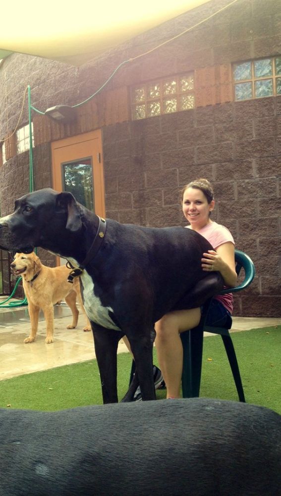 Liopardo