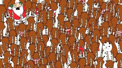 ¿Encuentras al oso entre los renos de Papa Noel?