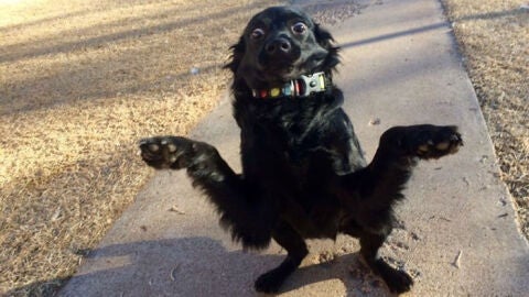 Liopardo