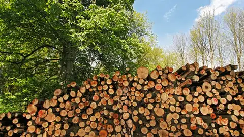 OCULTAA3.jpg Liopardo