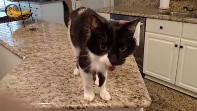 Este gato tiene un maullido más grave que la voz de Morgan Freeman