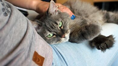 ¿Trabajarías acariciando gatos? Puedes conseguirlo aquí