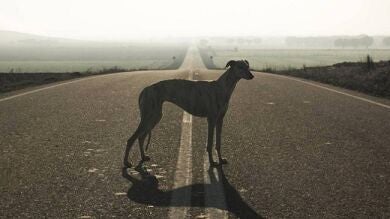 El oscuro mundo de la caza con galgo: muchos de estos animales morirán de hambre o de un disparo