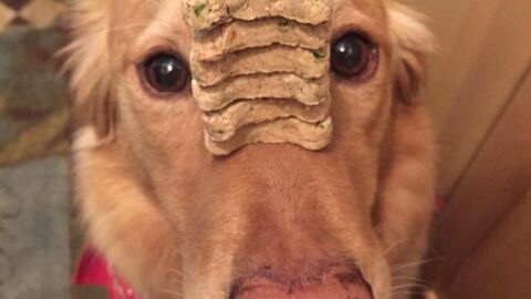 Liopardo