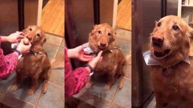 ¿Sabías que los Golden Retriever pueden sujetar un huevo sin romperlo?