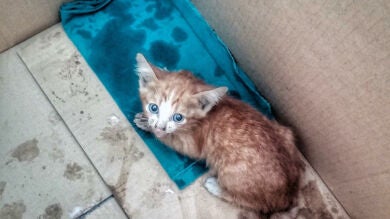 Un perro adopta a un gato abandonado y lo cría como si fuese su hijo