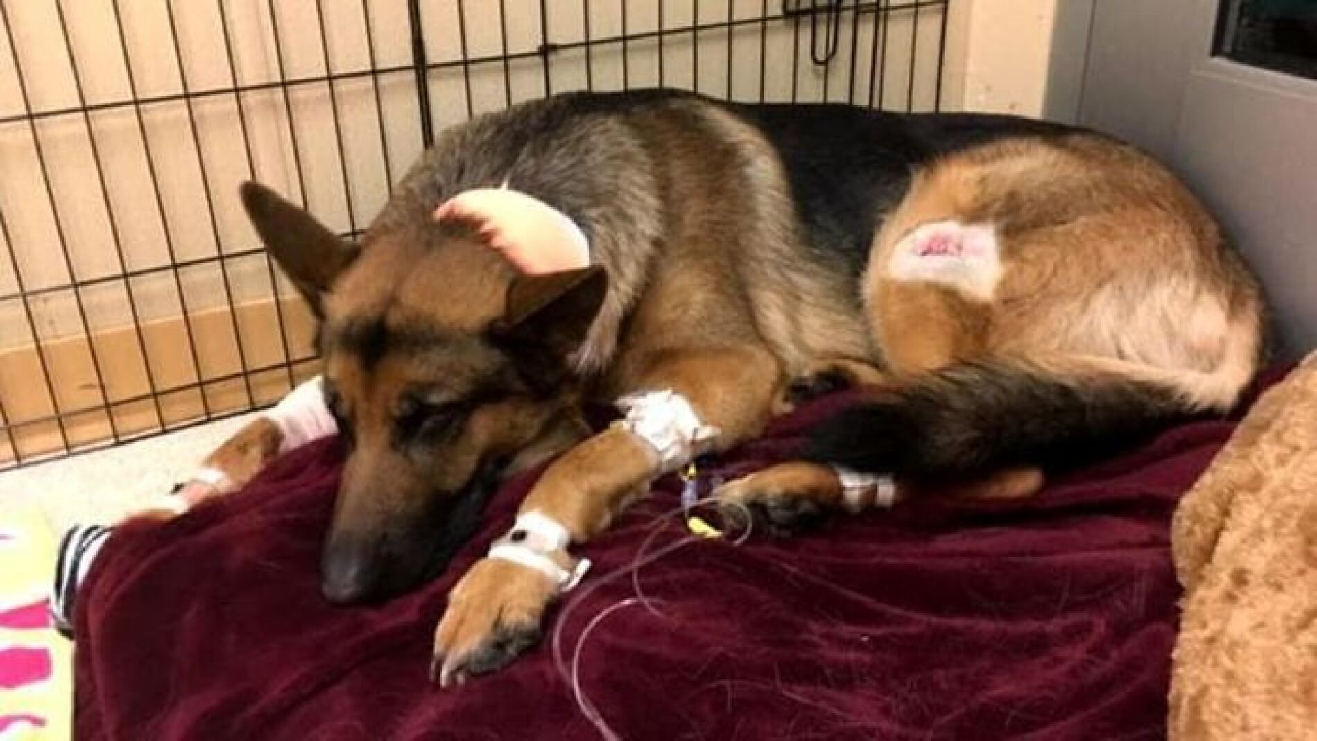 Dog-hero-almost-loses-his-life-by-saving-his-owner-from-criminals-5a93fa09bc95d__700.jpg