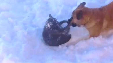 Vemos perros en la nieve pero, ¿y los gatos? Te sorprenderá cómo se comportan