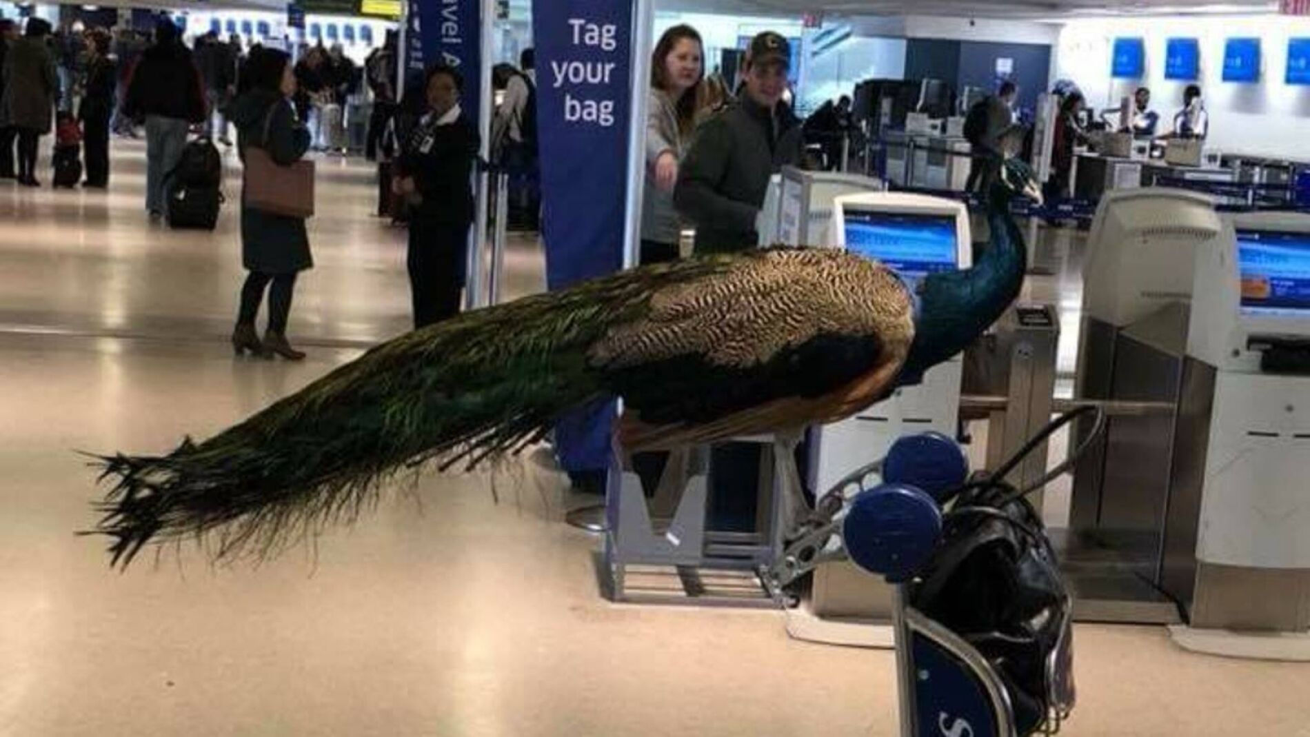 expulsan-a-una-mujer-de-un-avion-por-llevar-un-pavo-real-de-apoyo-emocional.jpg