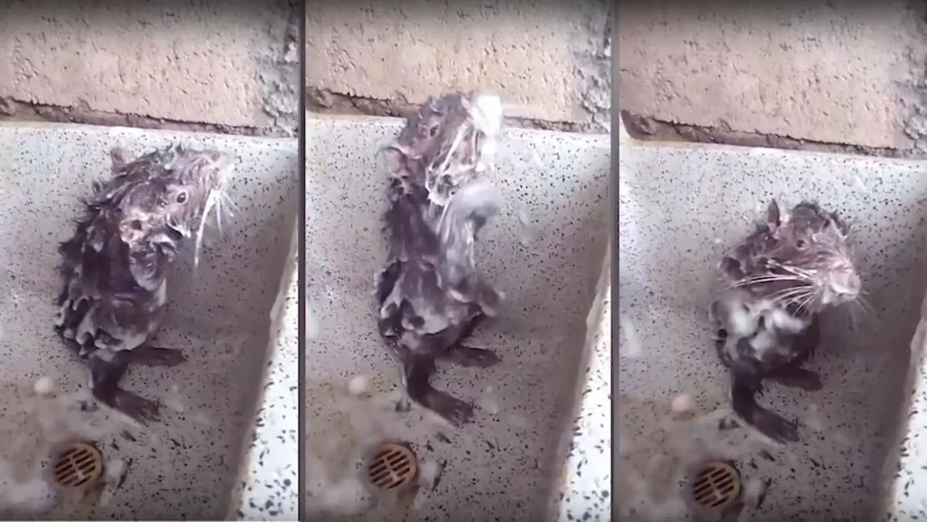 rataduchandose.jpg