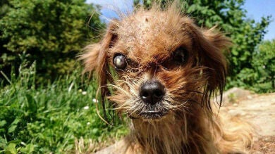 La increíble transformación de Frodo, un perro abandonado al borde de la muerte, será lo más bonito que veras hoy
