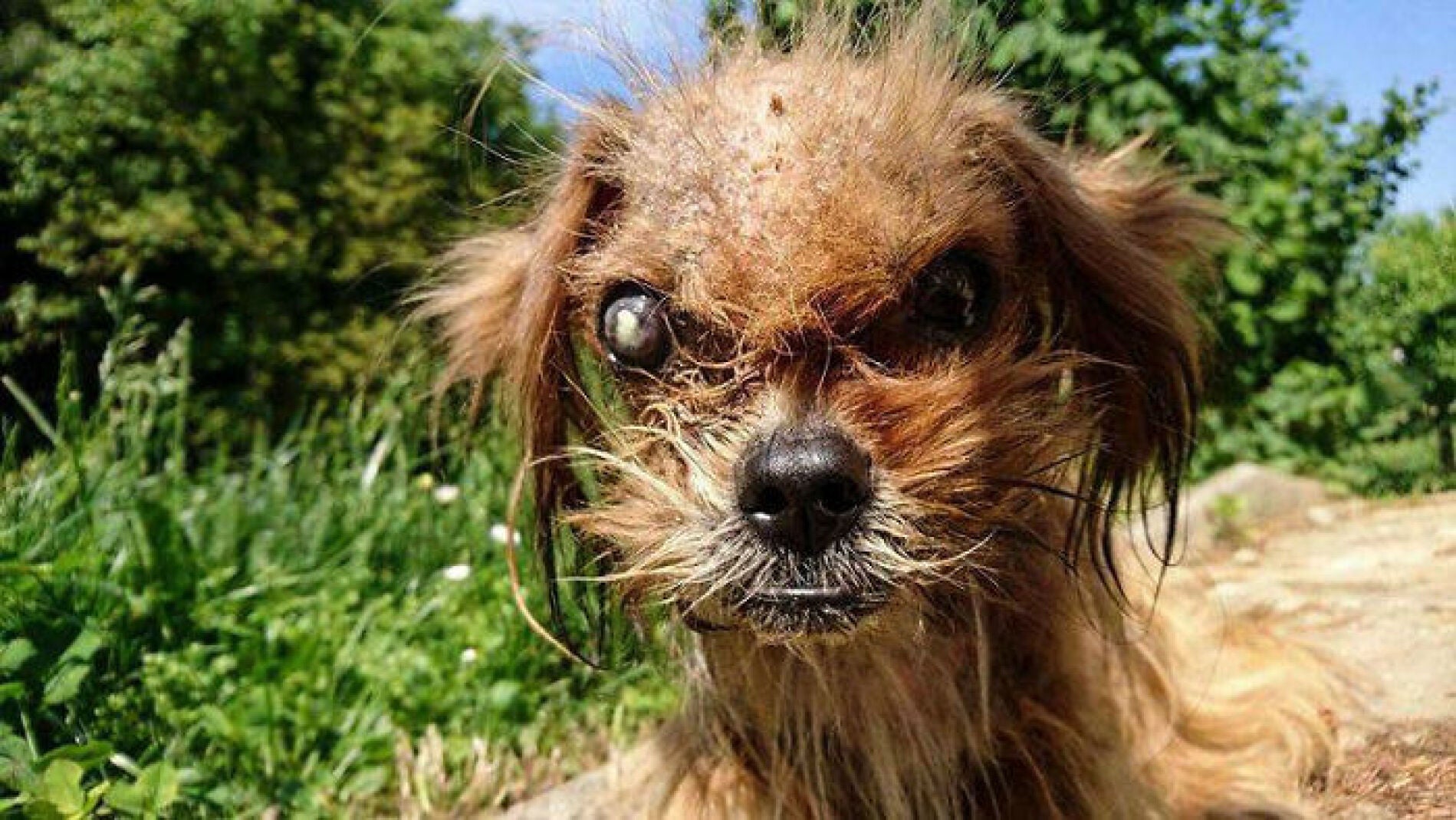 stray-dog-frodo-transformation-marko-duspara-2-5a8d270c4a0d6__700.jpg