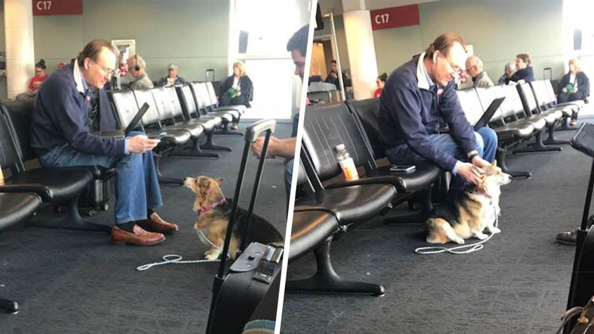 corgicoraeropuerto.jpg