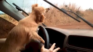 Este perro se cabrea porque no consigue atrapar el limpiaparabrisas