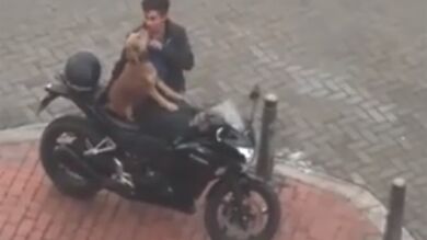 Así es como viaja un perro en moto