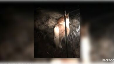 A este perro le encanta montar a caballo