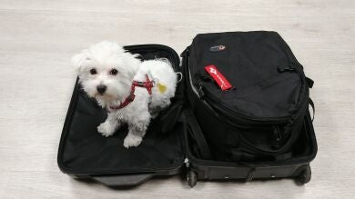 Barbra Streisand se equivoca al clonar a su mascota, porque un perro te ayuda a entender la muerte