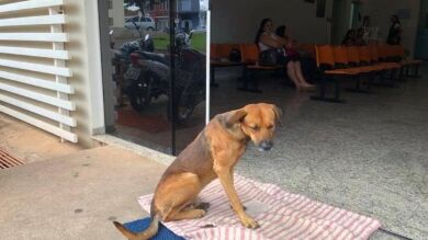 Este perro lleva cuatro meses esperando a su dueño en la puerta del hospital sin saber que no aparecerá
