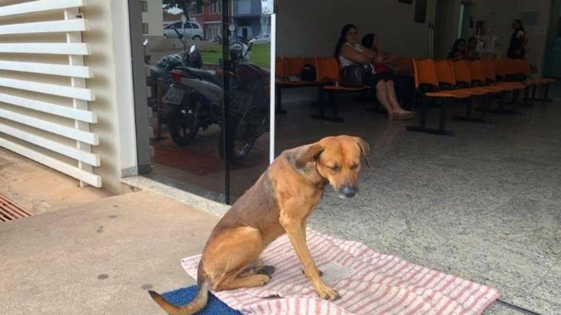 Perro brasile&ntilde;o