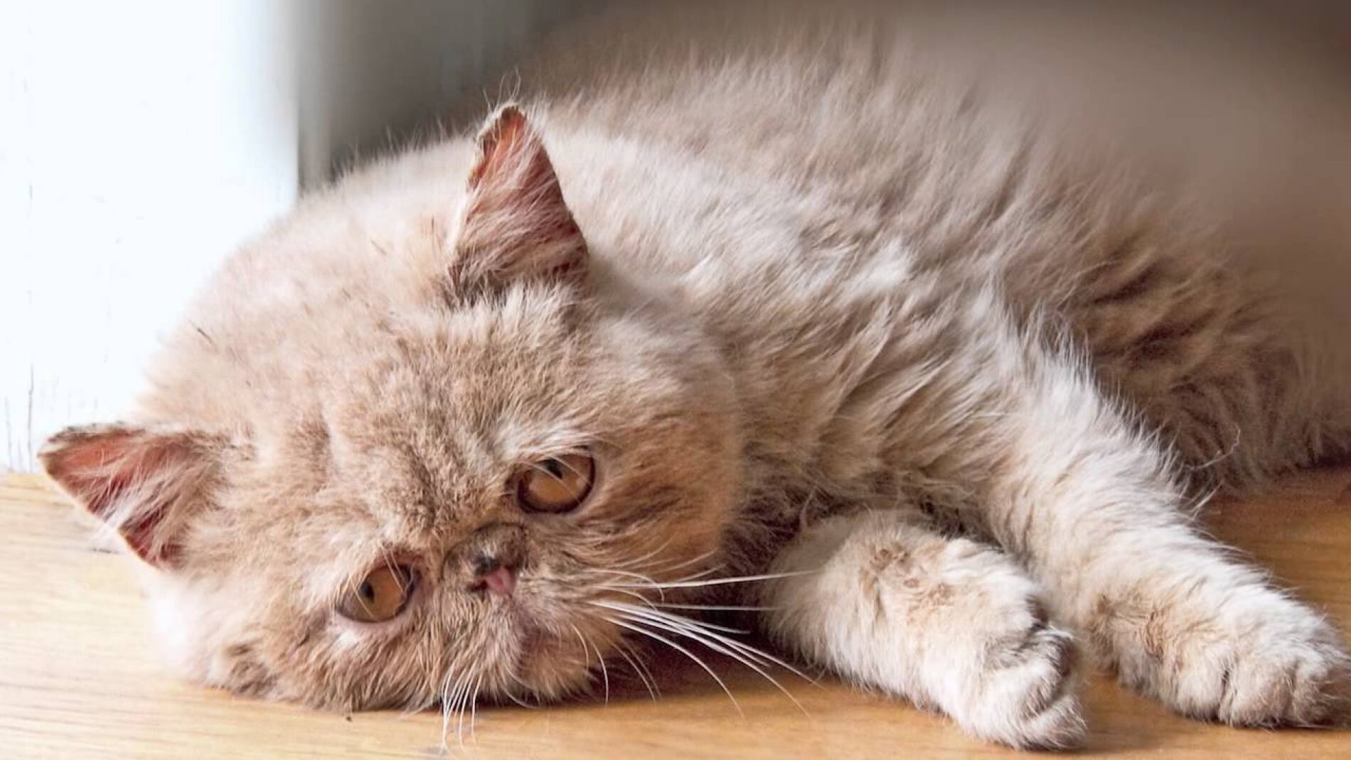 Gato triste