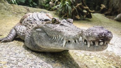 Un cocodrilo de cinco metros devora a una científica que lo estaba alimentando