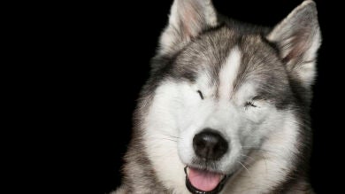 10 adorables perros que son perfectamente imperfectos