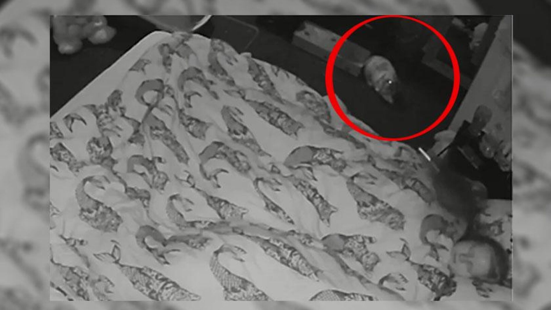 Conejo en la habitaci&oacute;n