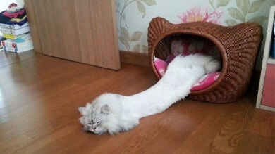 10 fotos que demuestran que los gatos son líquidos