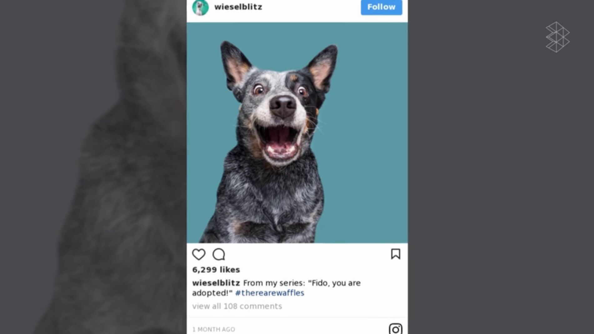 Esta fot&oacute;grafa retrata perros para demostrar que cada animal tiene una personalidad &uacute;nica