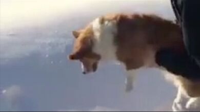 ¿Está este perro en peligro? La ilusión óptica que te dará vertigo