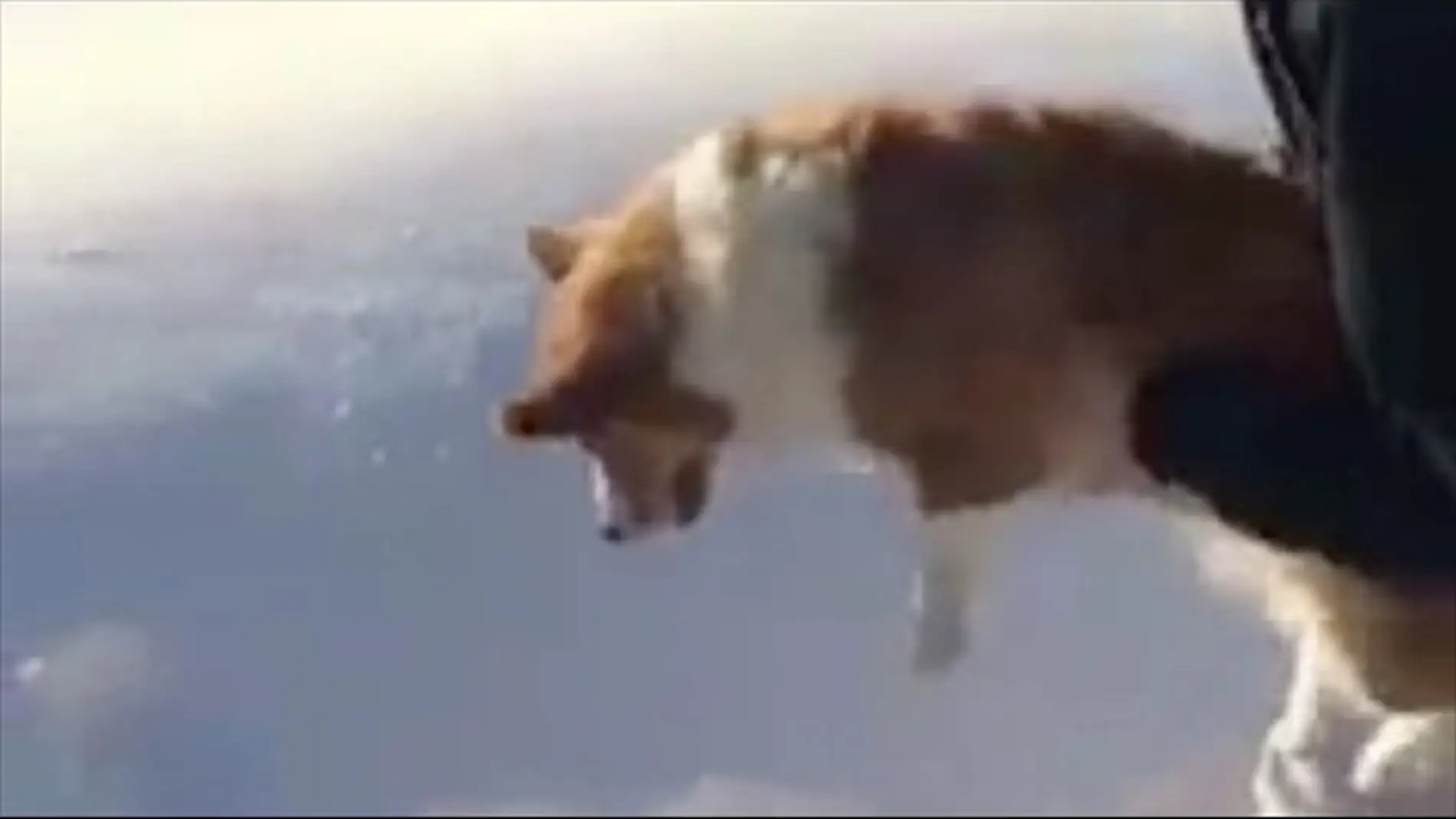 Karma The Corgi