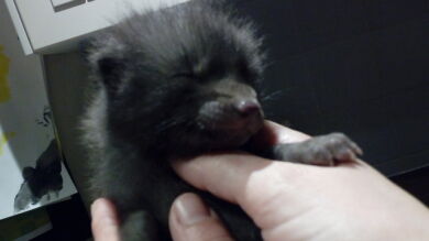 Fueron a rescatar a este gatito abandonado y cuando llegaron se dieron cuenta de que no era lo que parecía