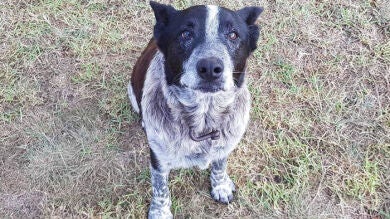 Un perro de 17 años, sordo y medio ciego salva la vida de una niña de 3 años