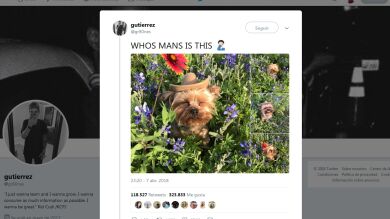 10 perros que se volvieron virales y son la prueba de que el mundo puede ser maravilloso