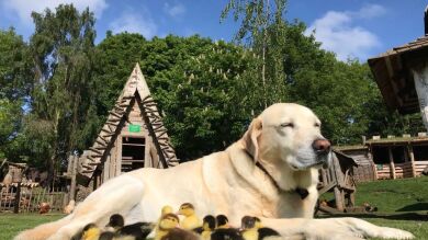 Un labrador de 10 años de edad llamado Fred se convierte en madre