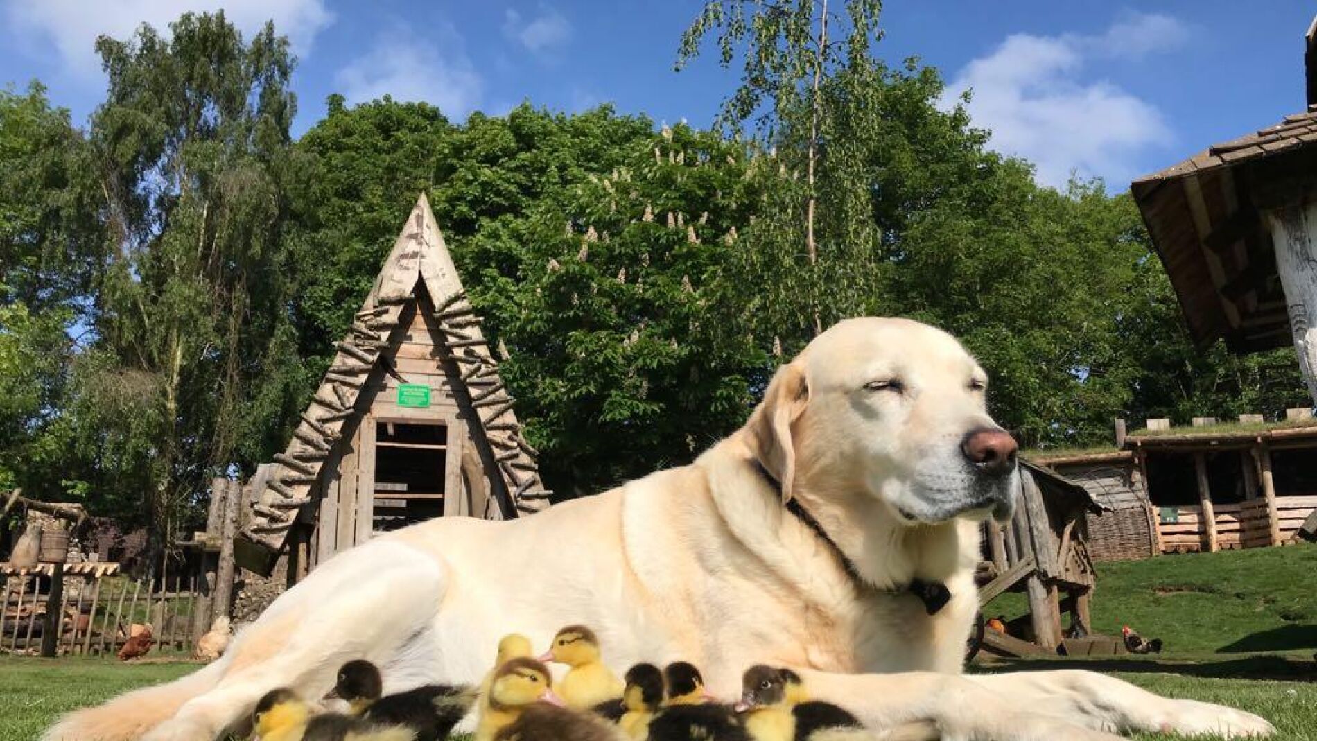 Fred y sus patitos