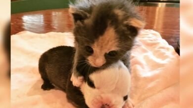 Un gatito abandonado encuentra el cariño que le faltaba en un perrito necesitado