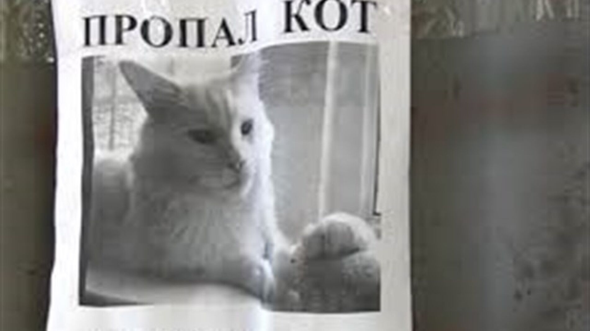 Gato desaparecido