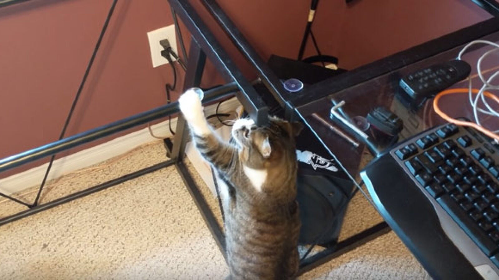Quita el cristal del escritorio y así reacciona su gata