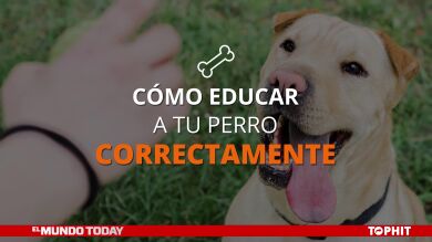 Cómo educar a tu perro correctamente