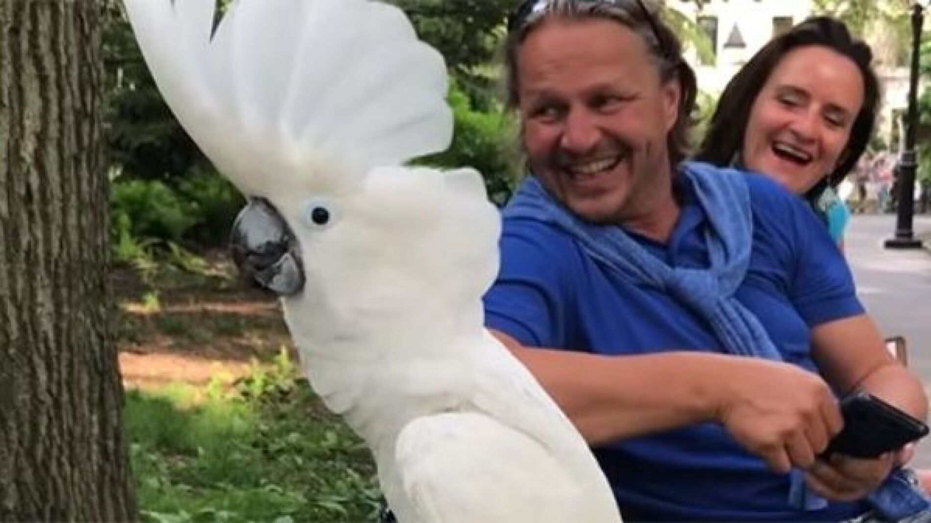 Cacat&uacute;a en un parque
