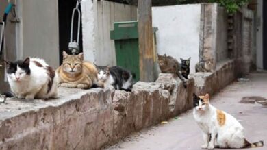 Personas que cuidan y defienden las colonias de gatos de los vecinos que los envenenan