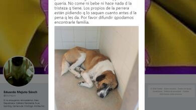 La historia de un perro abandonado en Cartagena que está encogiendo el corazón de todo el mundo