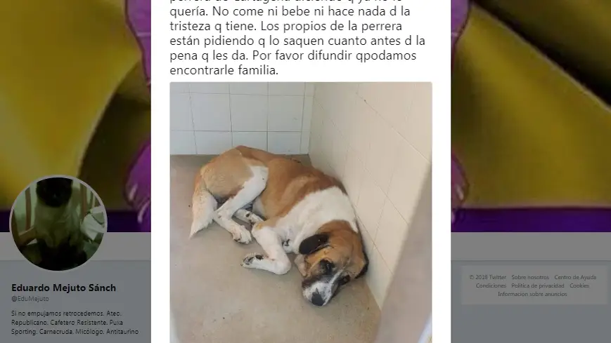 Perro abandonado en Cartagena