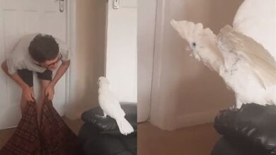 La reacción de una cacatúa a este truco de magia no puede ser más sorprendente