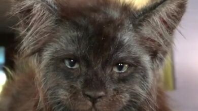 Los vídeos de este gato se han vuelto virales por tener una cara casi humana