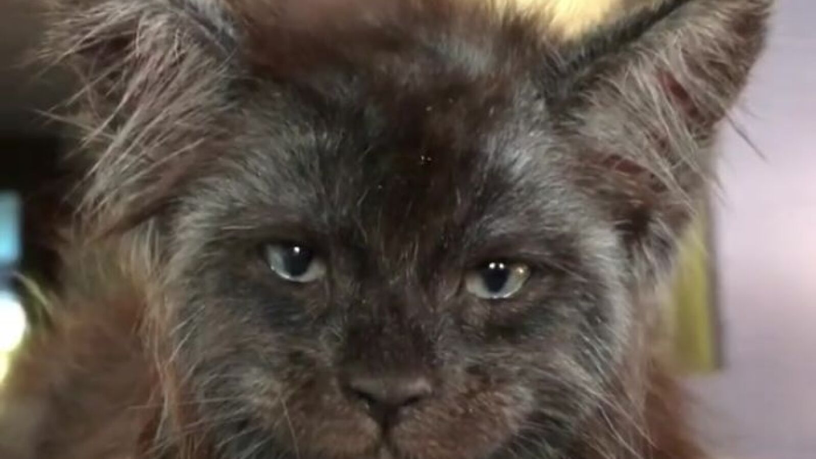 Los vídeos de este gato se han vuelto virales por tener una cara casi humana