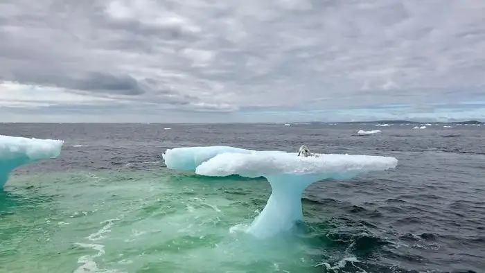 Rescatado de un iceberg