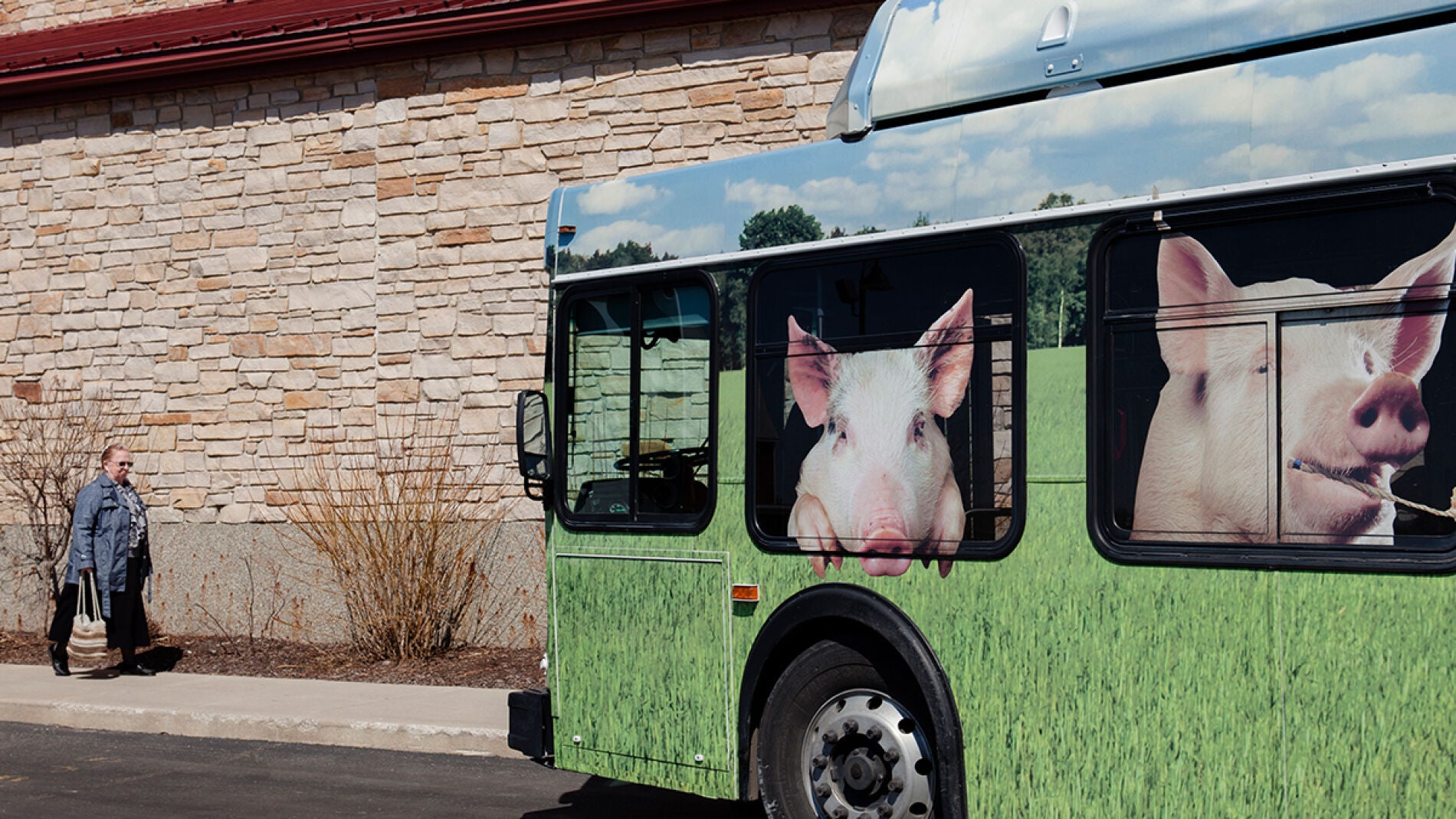 The Pig Adventure