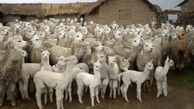 ¿Puedes distinguir estos animales que todos confundimos?